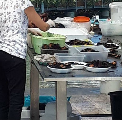 ricci di mare