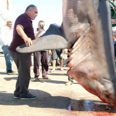 squalo-bianco-gigante-tunisia-morto