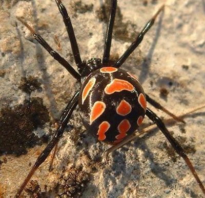 Latrodectus tredecimguttatus