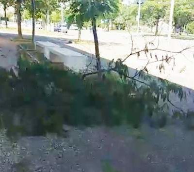 albero vandalismo bari san paolo via nicola cacudi