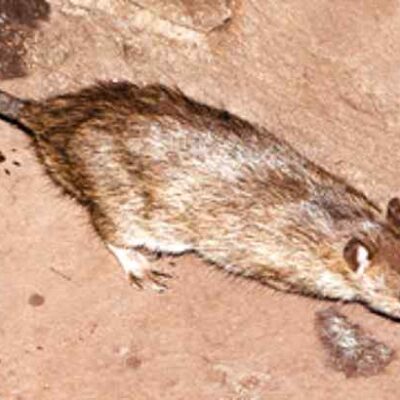 ratto di fogna