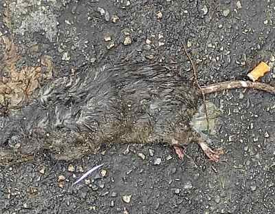 ratto morto quartiere libertà bari