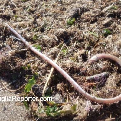 pesce serpentiforme spiaggiato a Barletta