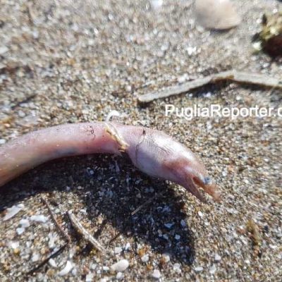 pesce strano barletta