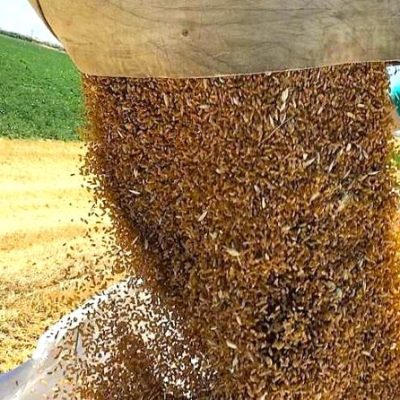 Iperdurum campi sperimentali 2
