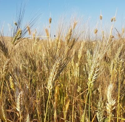 Iperdurum la visita nei campi sperimentali