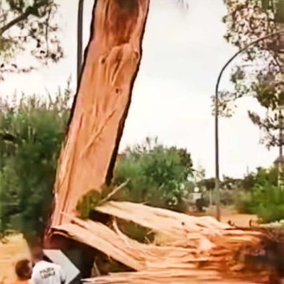 alberi tromba d’aria monopoli castellana