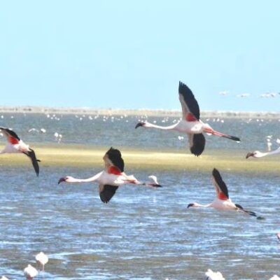 Trinitapoli (BAT), zona-umida-delle-saline (C) FAI