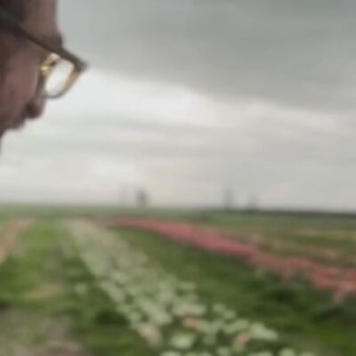 tulipani Cascina