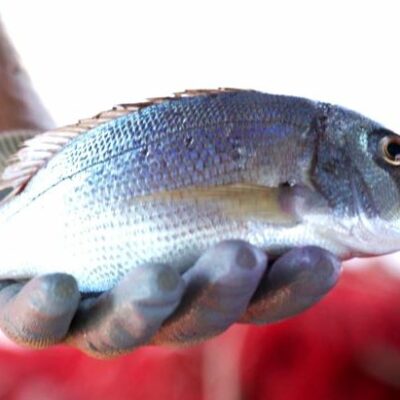 Fish4