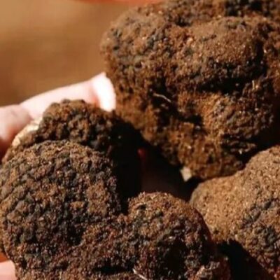 il tartufo in Puglia