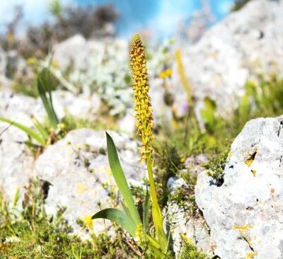orchidays4