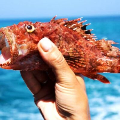 Fish6