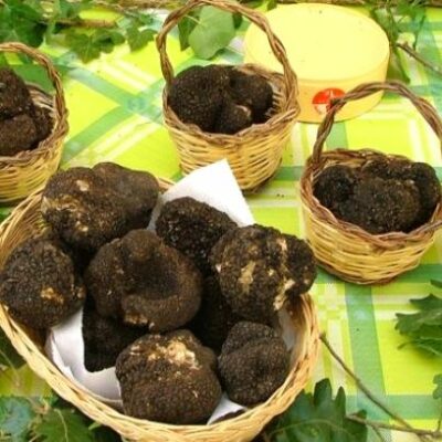 Il tartufo sui Monti Dauni